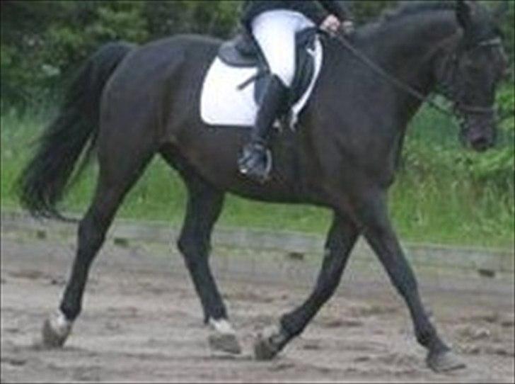 Oldenborg Jazon - "LC3" :D
-Undskyld billedet er flimret!.. billede 8