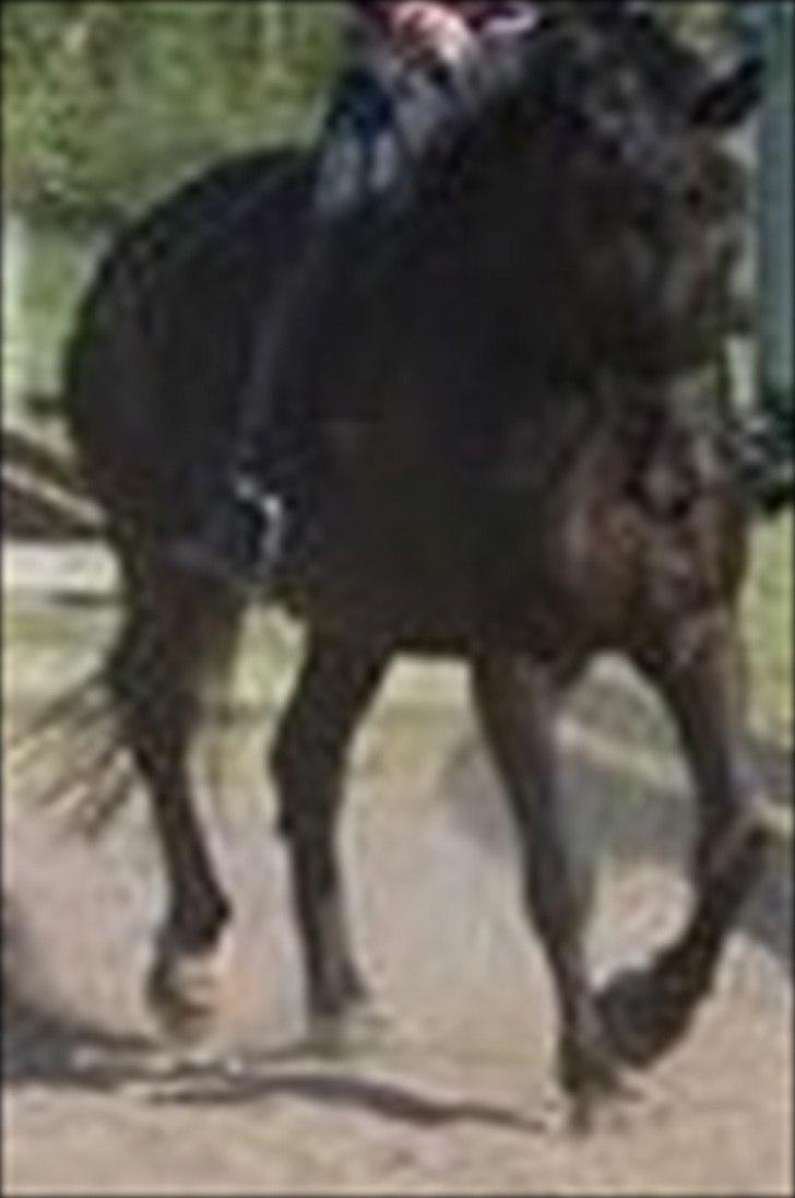 Oldenborg Jazon - Lidt træning, sammen med Jazon!! :D
-Undskyld billedet er flimret!.. billede 9