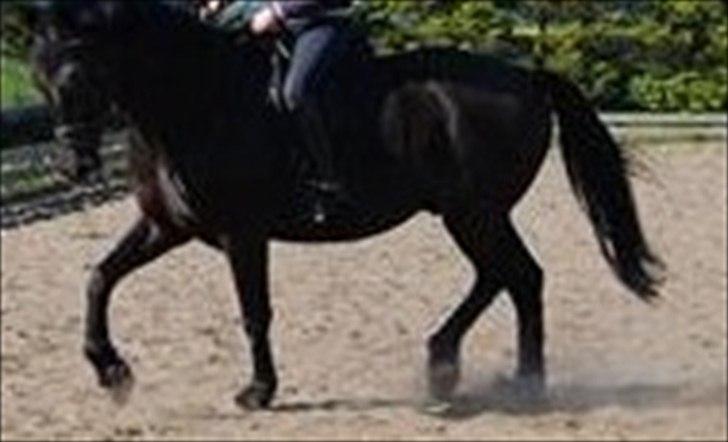 Oldenborg Jazon - Træner med Jazon!! ;)
-Undskyld billedet er dårligt...  billede 10