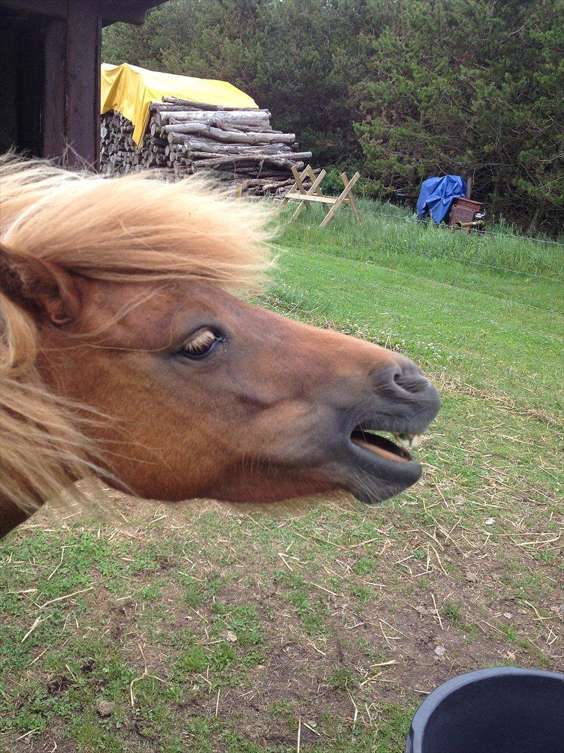 Shetlænder Solgårdens Lotte "Flotte Lotte" <3 - Uanset hvor skør og tumpet du nogen gange kan se ud, ved du at jeg altid vil elske dig <3 billede 5