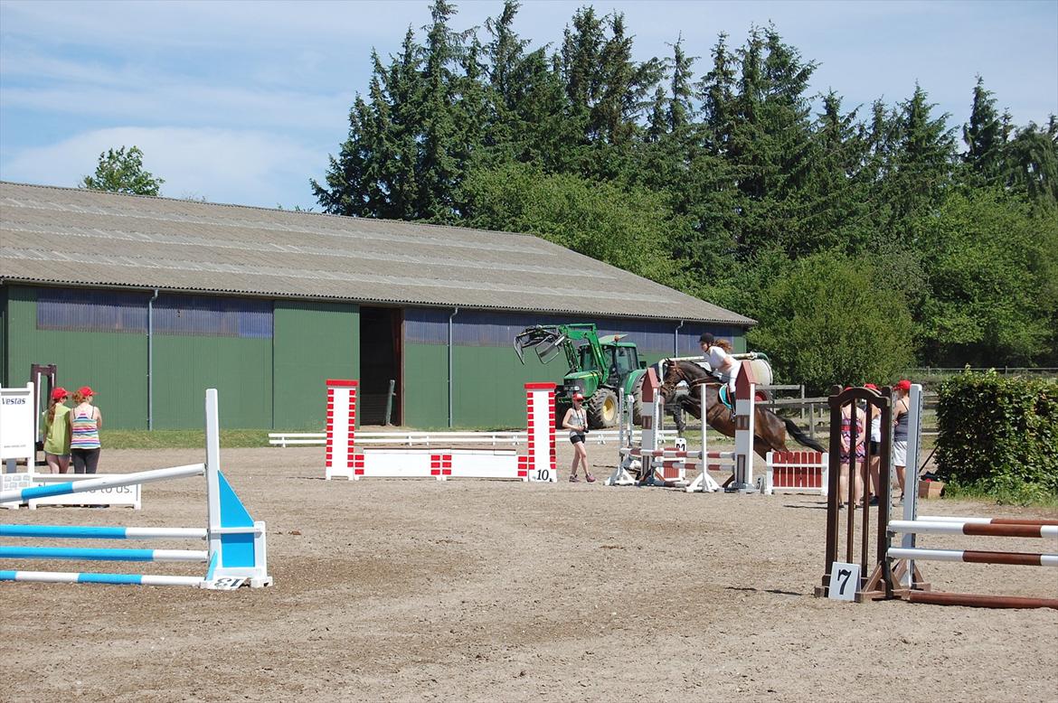 Dansk Varmblod Le-Meilleur [Lør] billede 15