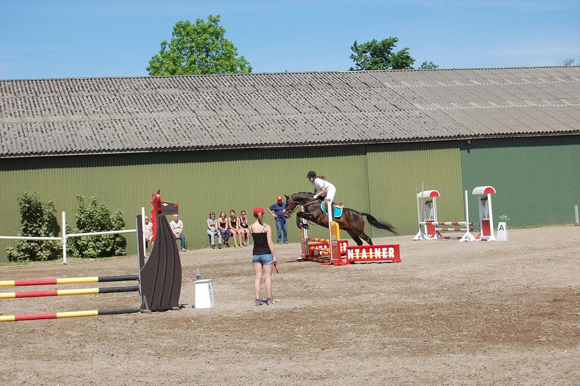 Dansk Varmblod Le-Meilleur [Lør] billede 16