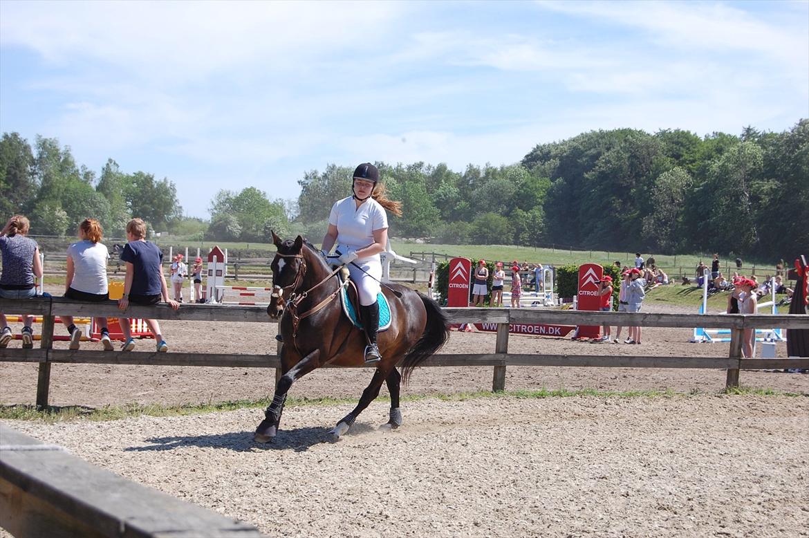 Dansk Varmblod Le-Meilleur [Lør] billede 17
