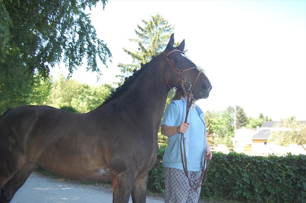 Dansk Varmblod Le-Meilleur [Lør] billede 18