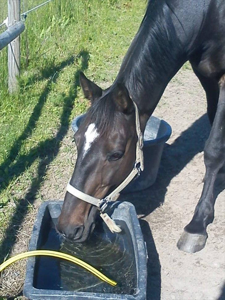 Dansk Varmblod Le-Meilleur [Lør] billede 19