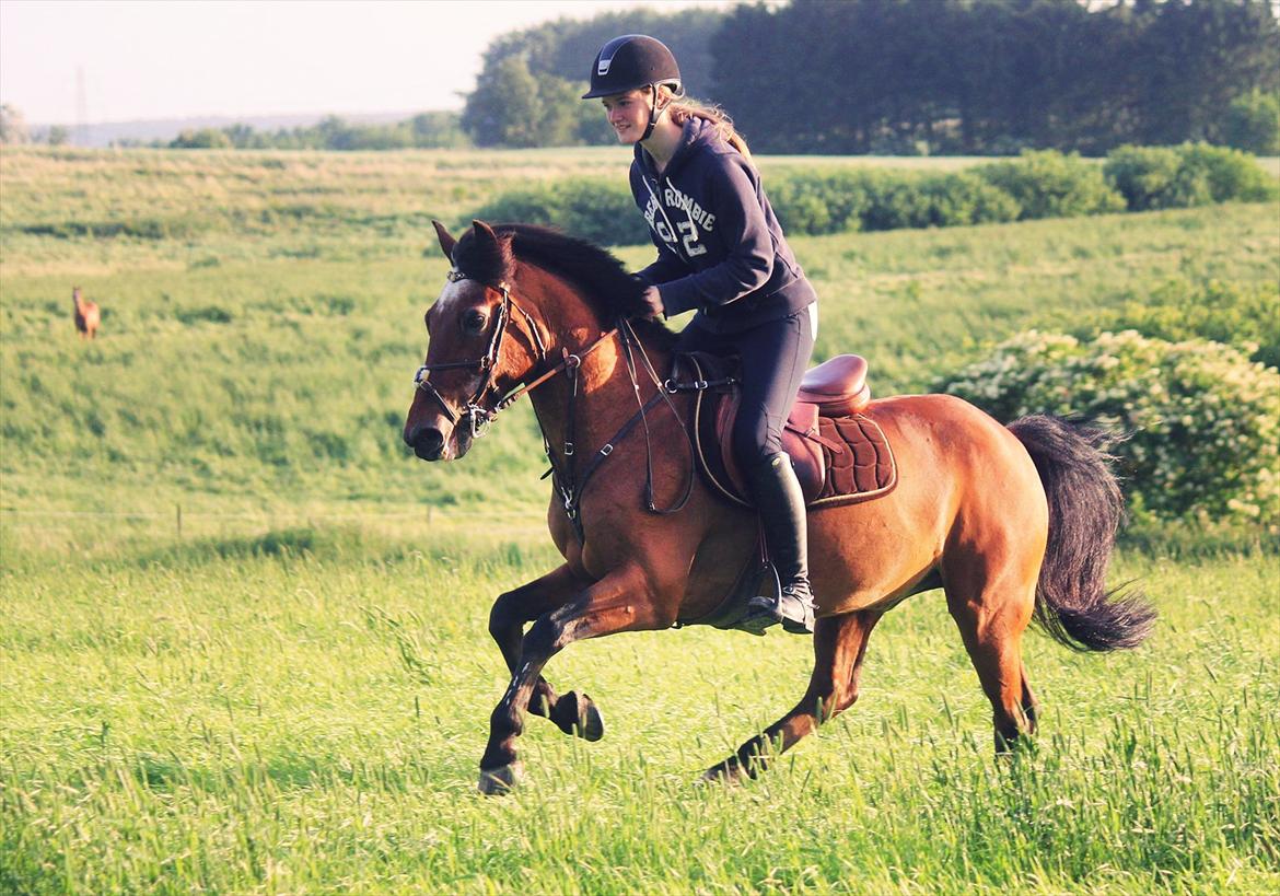 Anden særlig race Bip Bip - DRØMMEPONYEN - To me, horses and freedom are synonymous. billede 14