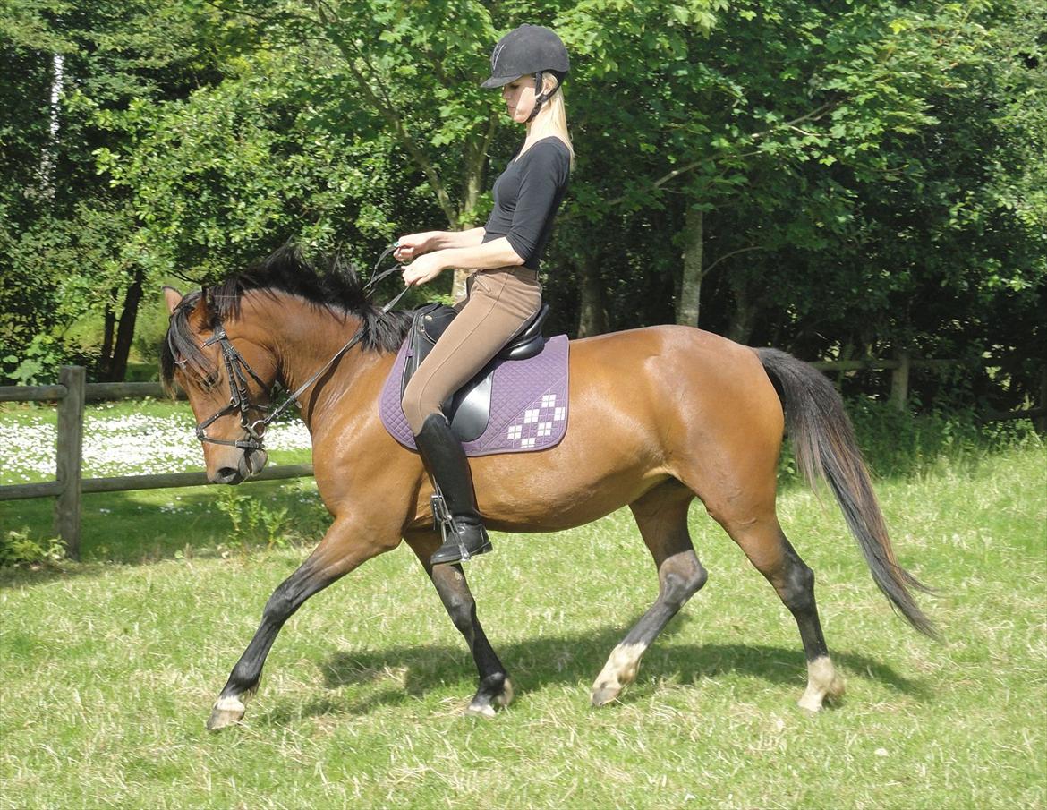 Anden særlig race Quick Brown Lady Z <3 - Dressur d. 26 juni 2012 :-) billede 7