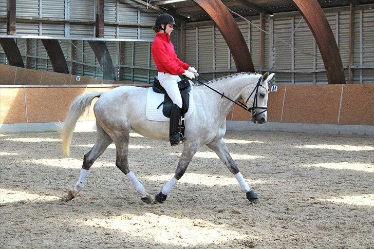 Trakehner Ingeborg Firfod billede 18