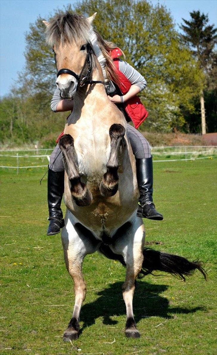 Fjordhest BG Gandalf (Fyns/klub mester!<3<3) :-* - Be yourself, this is One of the things, you can do bettet than everybody else. All you have to do is listen to your heart.<3 billede 12