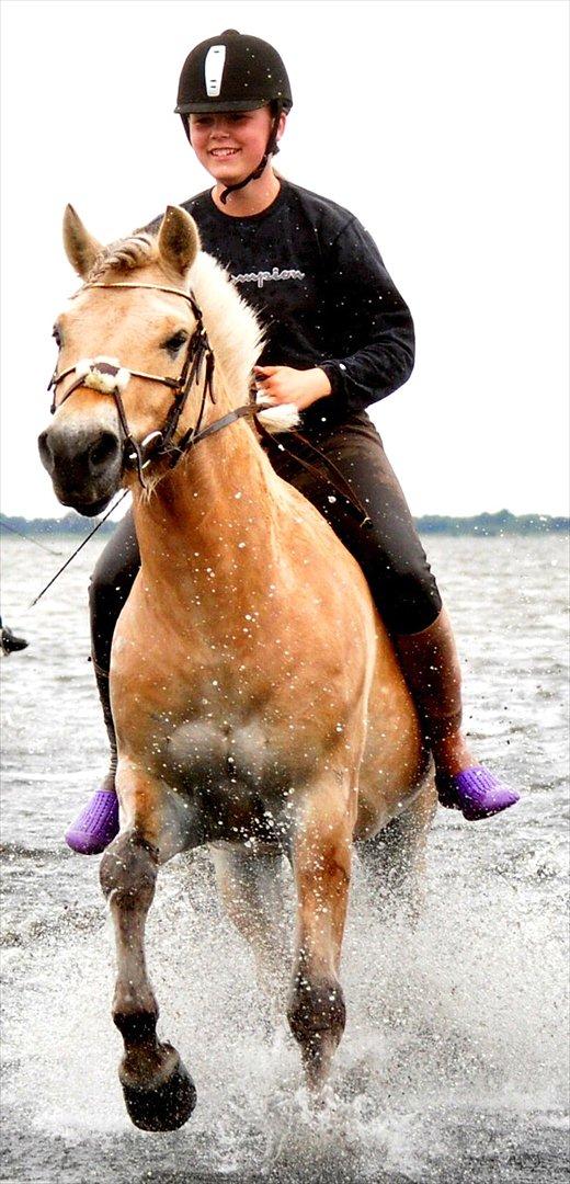 Fjordhest BG Gandalf (Fyns/klub mester!<3<3) :-* - Min kærlighed er som en sjerne. Jeg kan ikke altid se den, men jeg ved den er der ude et sted..<3 billede 10