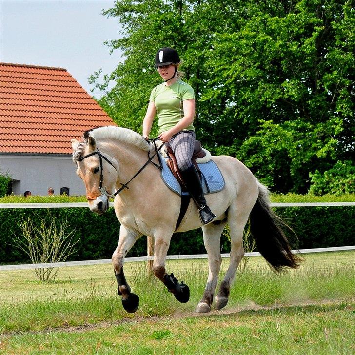 Fjordhest BG Gandalf (Fyns/klub mester!<3<3) :-* - Hvorfor kan du ikke bare sige hvad du virkelig føler, det ville gøre det hele meget nemmere.<3 billede 13