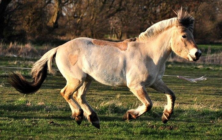 Fjordhest BG Gandalf (Fyns/klub mester!<3<3) :-* - Blærerøv!  billede 14