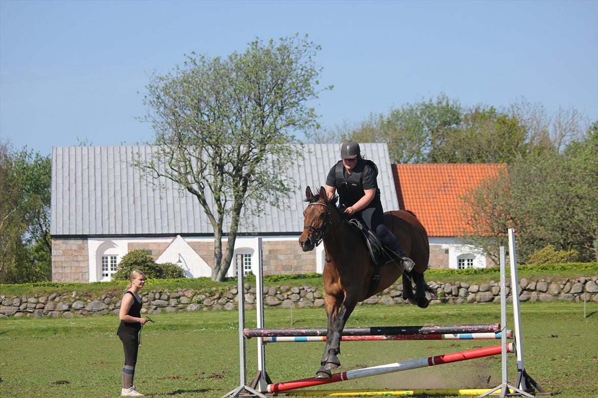 Dansk Varmblod Ivik wilholt - S.E 11/12 billede 13