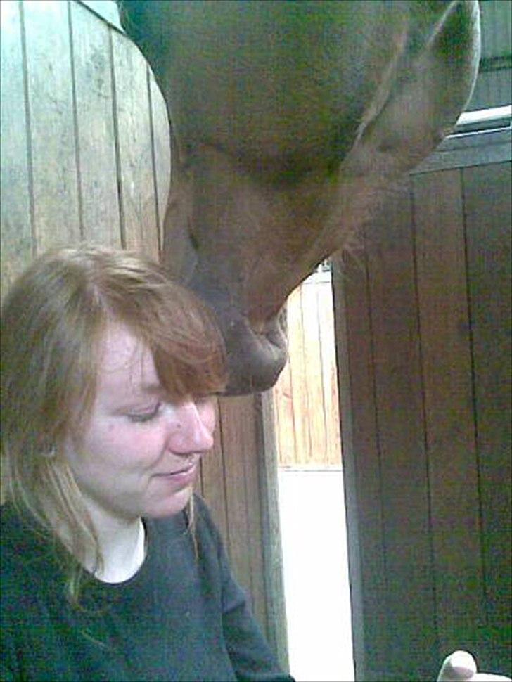 Arabisk fuldblod (OX) Milagro - Aftenhyggestund i boksen, mig siddende på bunden og han med hovedet hvilende mod mit <3 billede 13