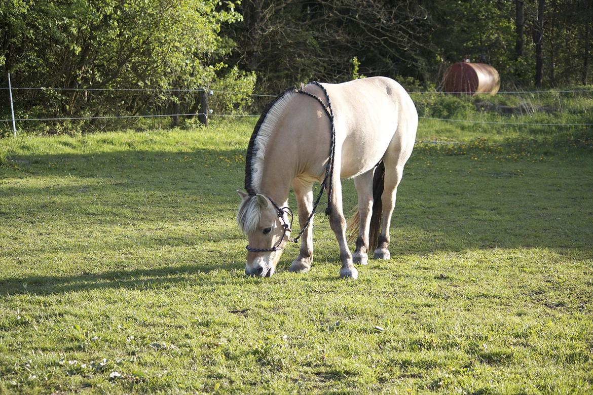 Fjordhest Ronaldo "Otto" Nordly - Otto hapser en frokost pause, i mens jeg lige ordnede et eller andet :P Det er meget hårdt at skridte varm :P billede 19