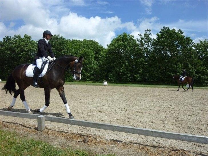 Dansk Varmblod chanel union (solgt) - 2012 billede 4