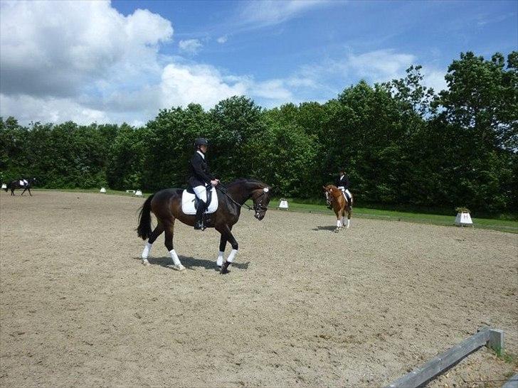 Dansk Varmblod chanel union (solgt) - 2012 billede 5