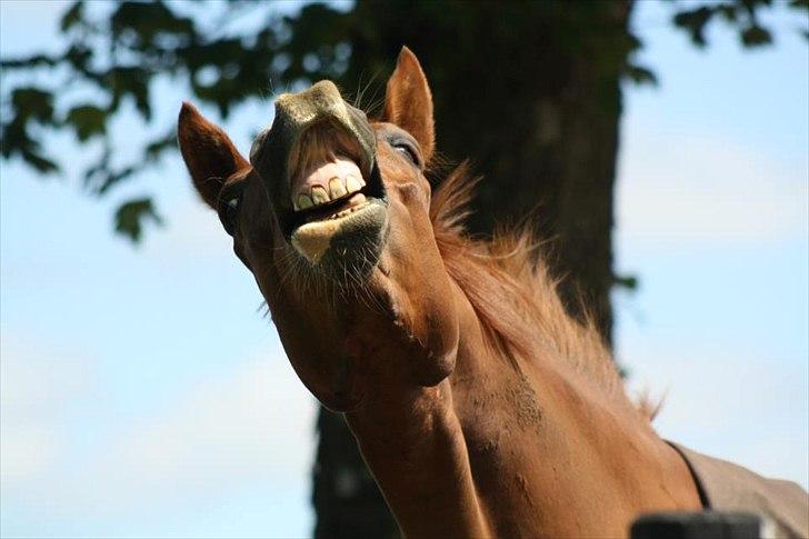 Dansk Varmblod Don Crusador II - Flotte fyr!?!
Godt taget Josefine ;) billede 9