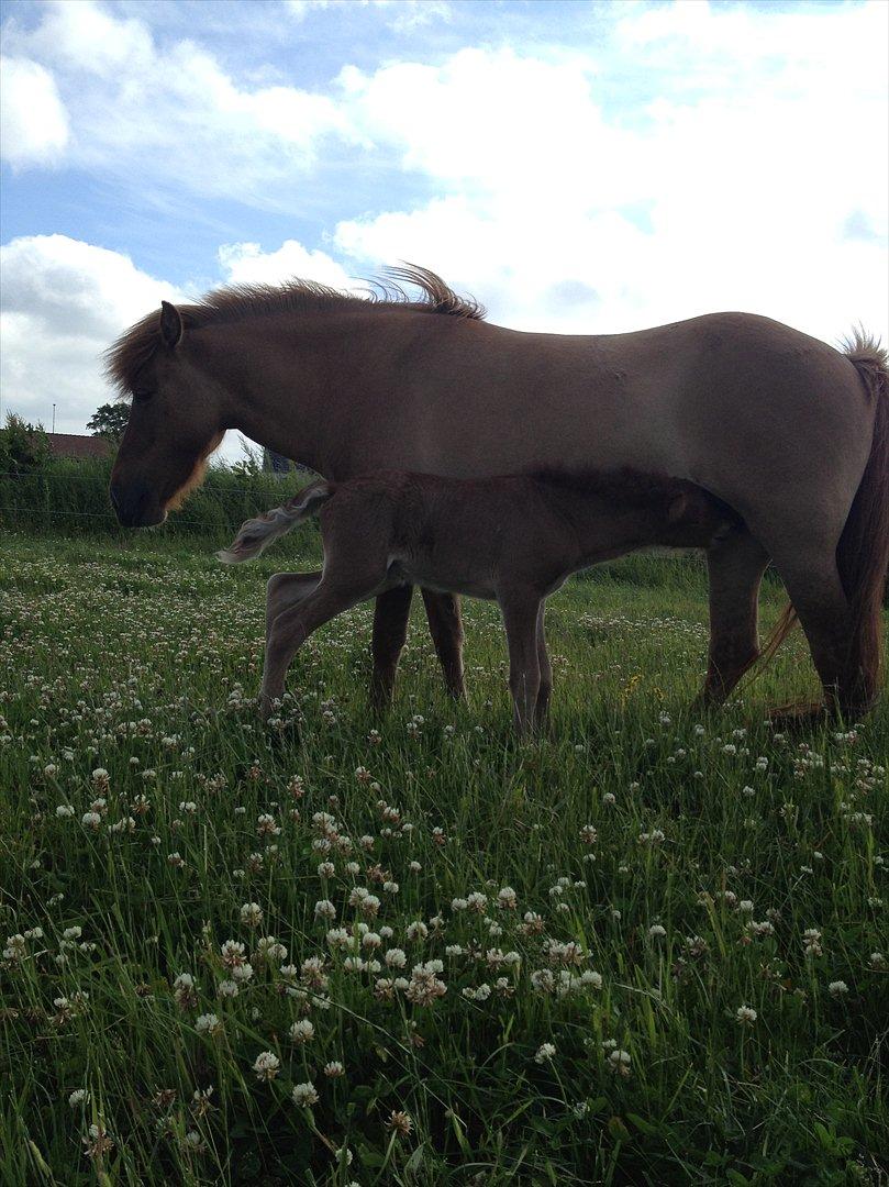 Islænder Gjöf billede 19