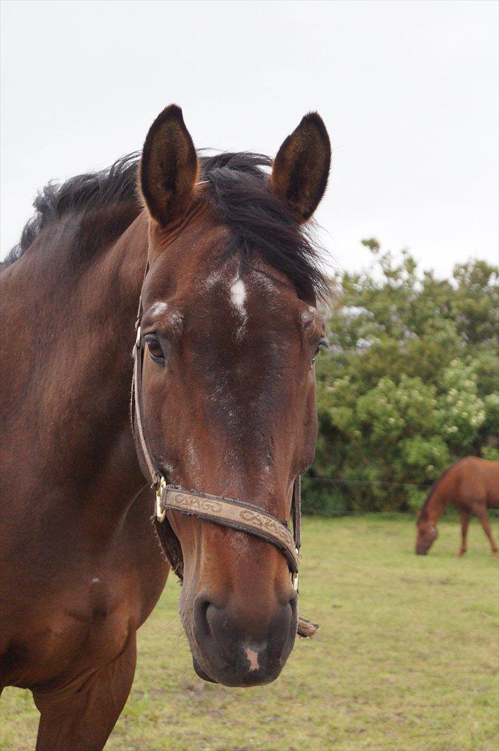 Westfaler Rebell 406 billede 16