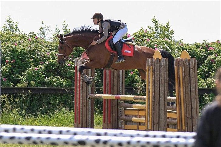 Holstener TT- Lacopia billede 20