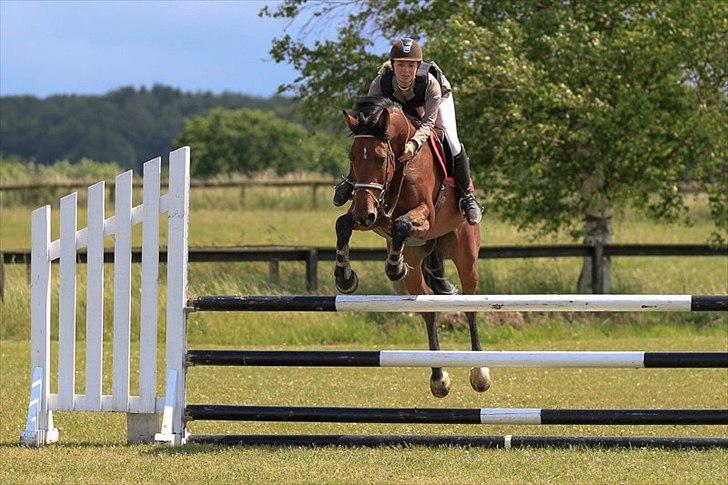 Holstener TT- Lacopia billede 2