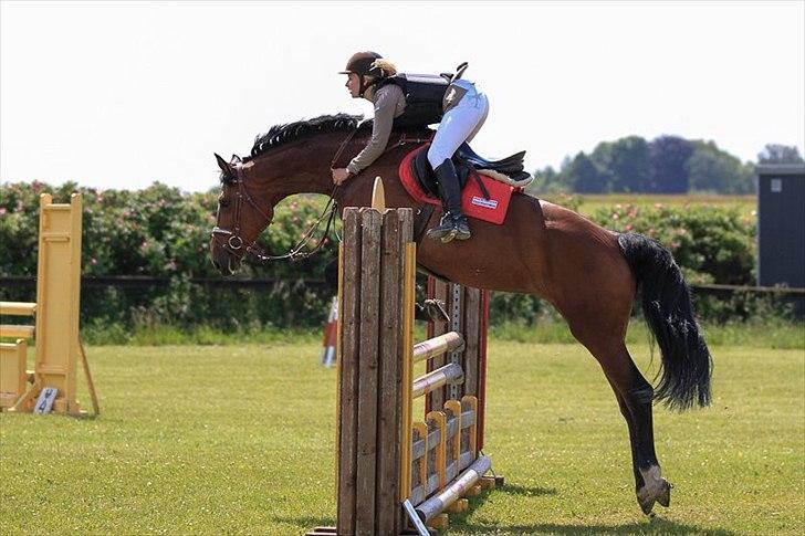 Holstener TT- Lacopia billede 6