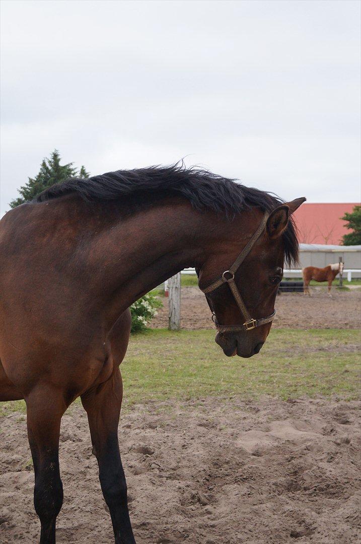 Westfaler Rebell 406 billede 17