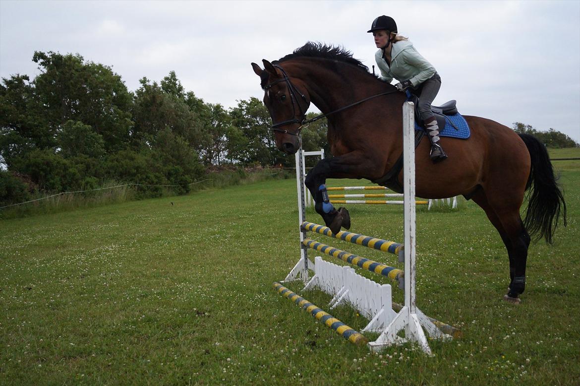 Westfaler Rebell 406 billede 10