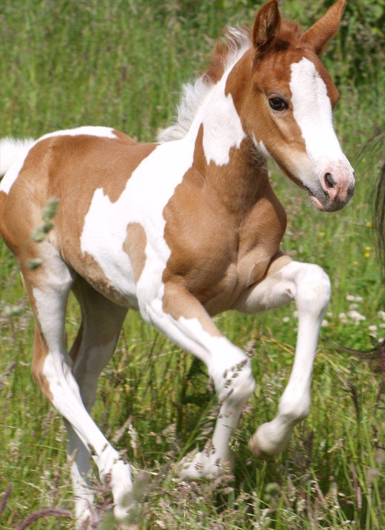 Pinto Coco Cupcake billede 1