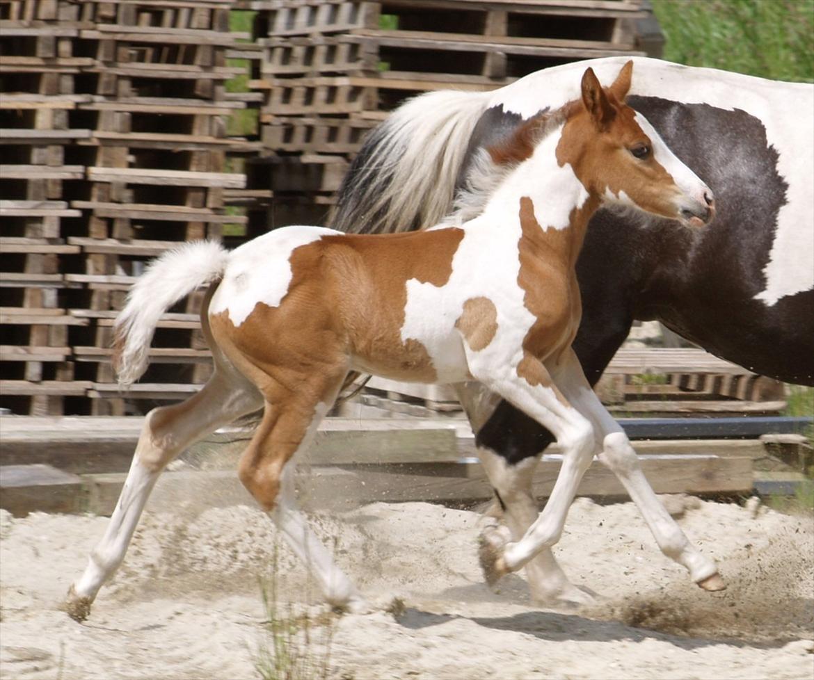 Pinto Coco Cupcake billede 2