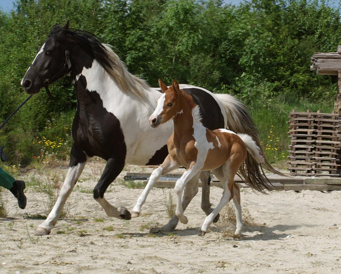 Pinto Coco Cupcake billede 3