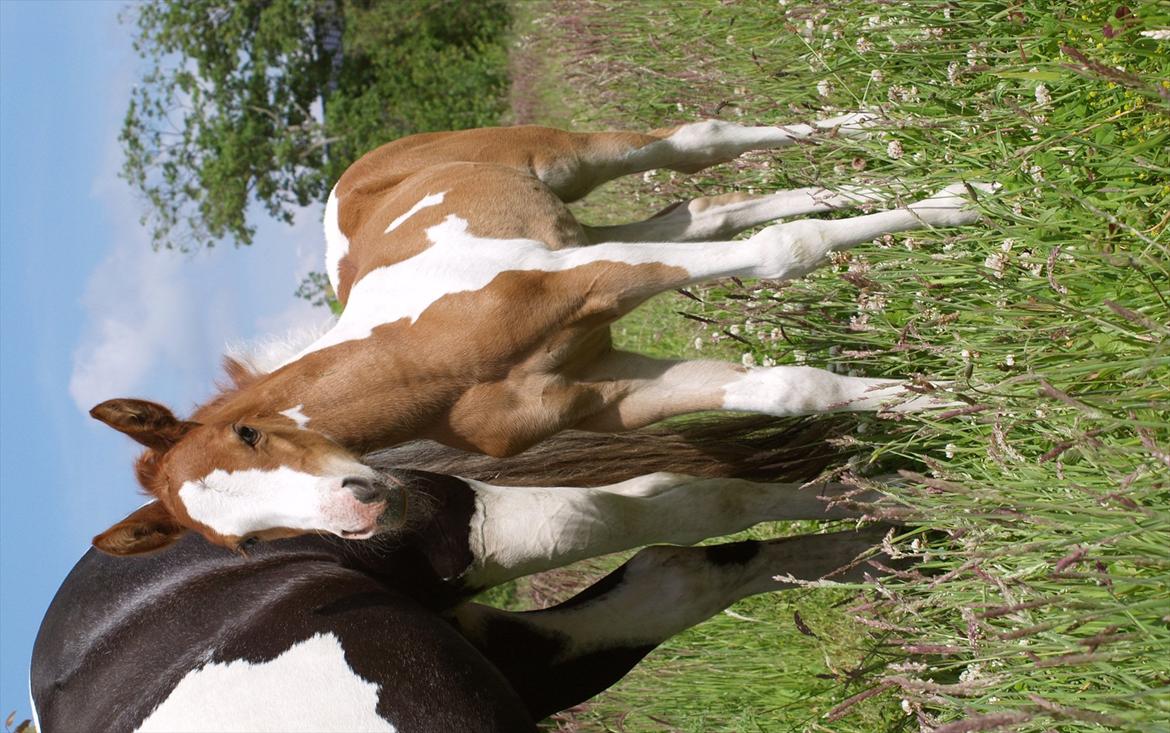 Pinto Coco Cupcake billede 4