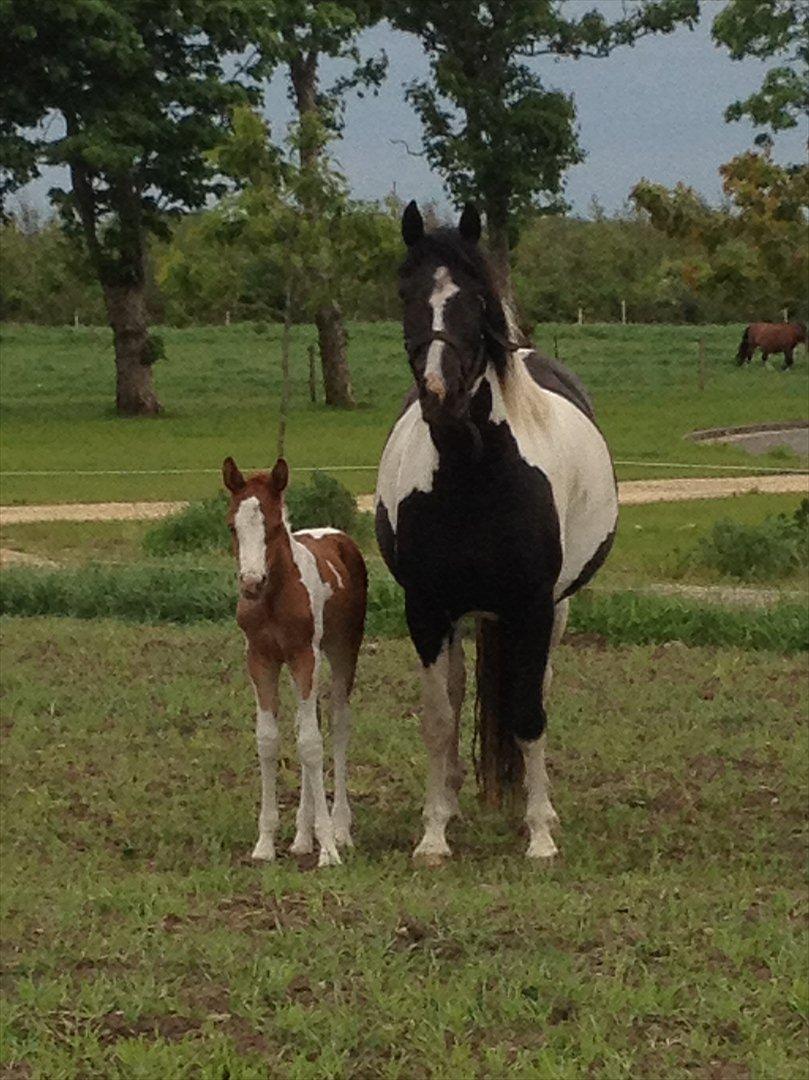 Pinto Coco Cupcake billede 6