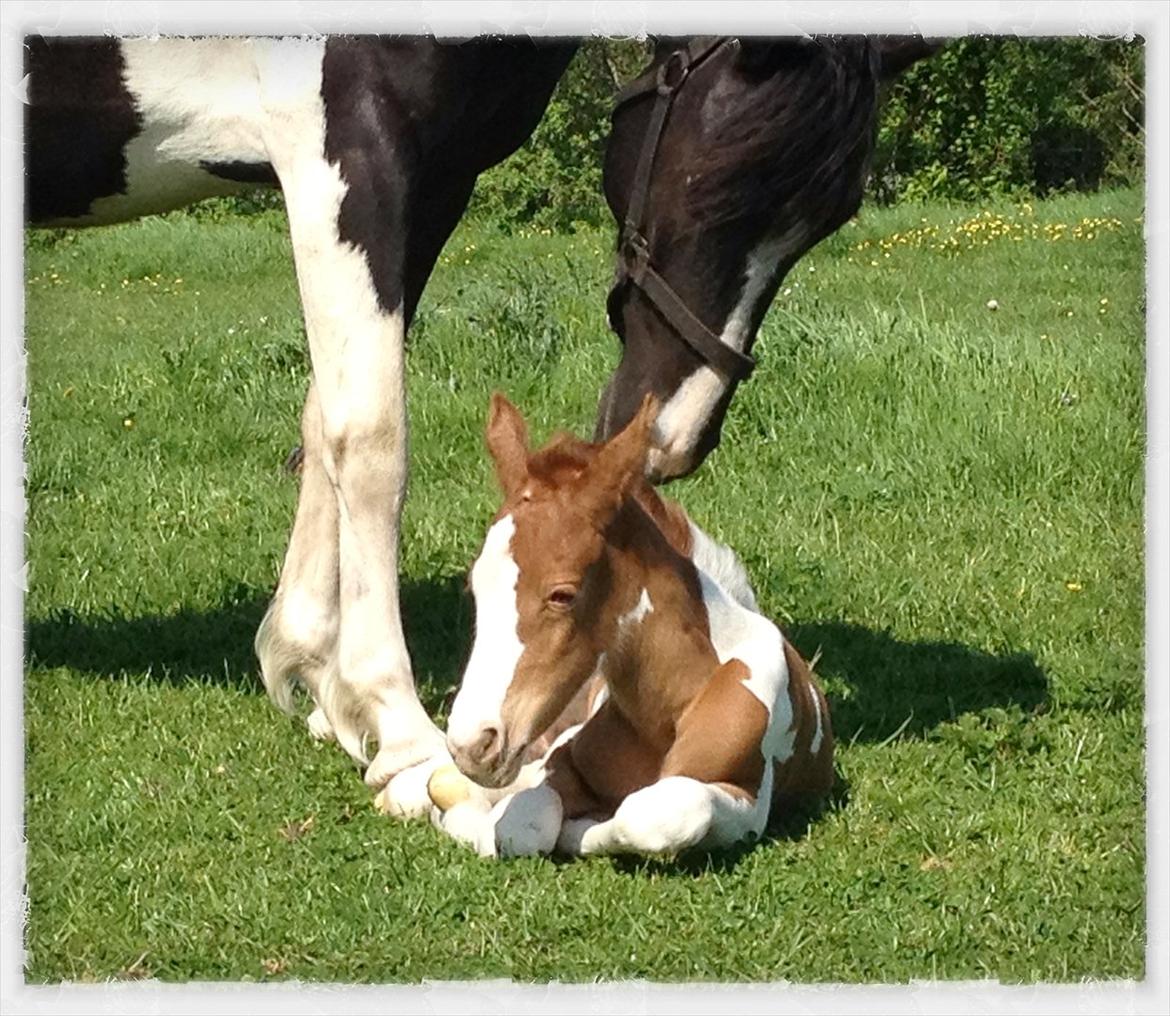 Pinto Coco Cupcake billede 7