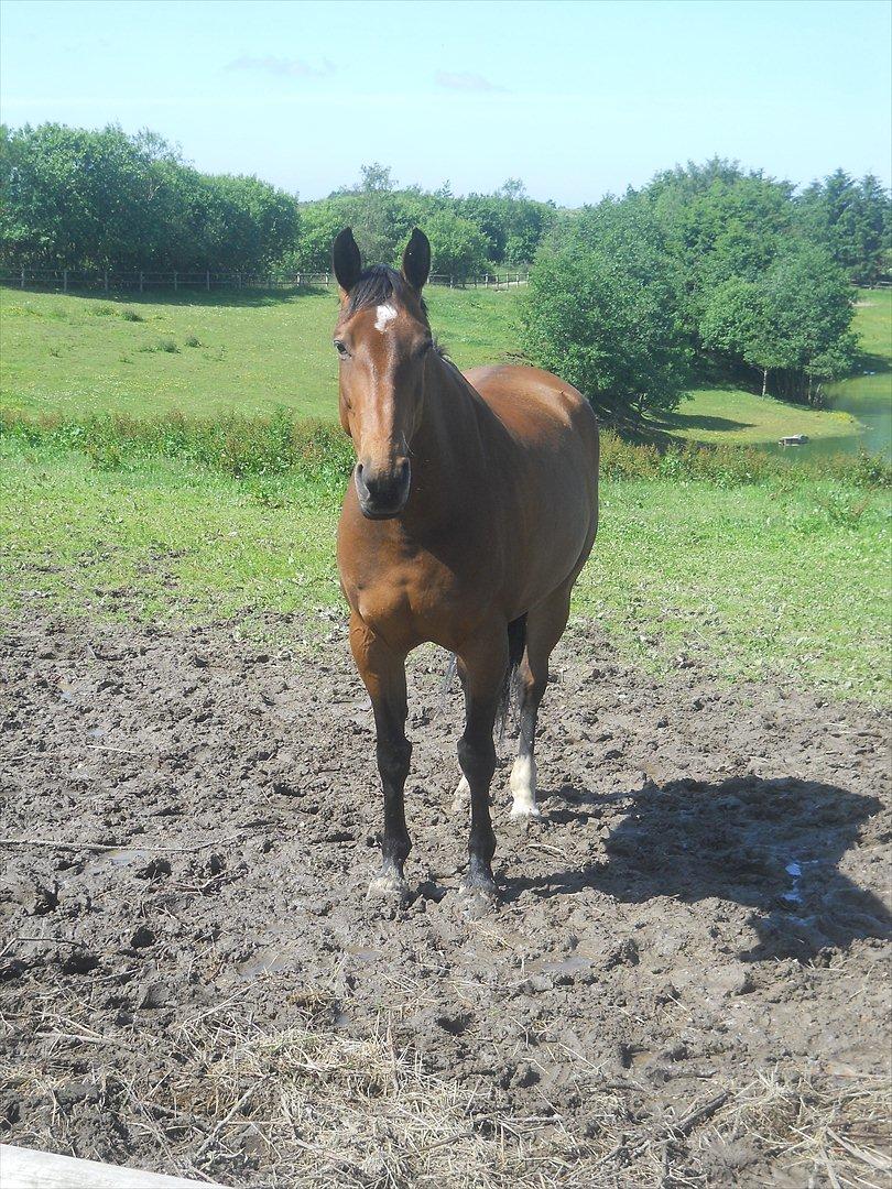 Dansk Varmblod Grankærs Come On ''PRINSESSEN''<3 - Prinsessen på fold hjemme, næsten lige efter hun var kommet hjem fra efterskolen ;* billede 17