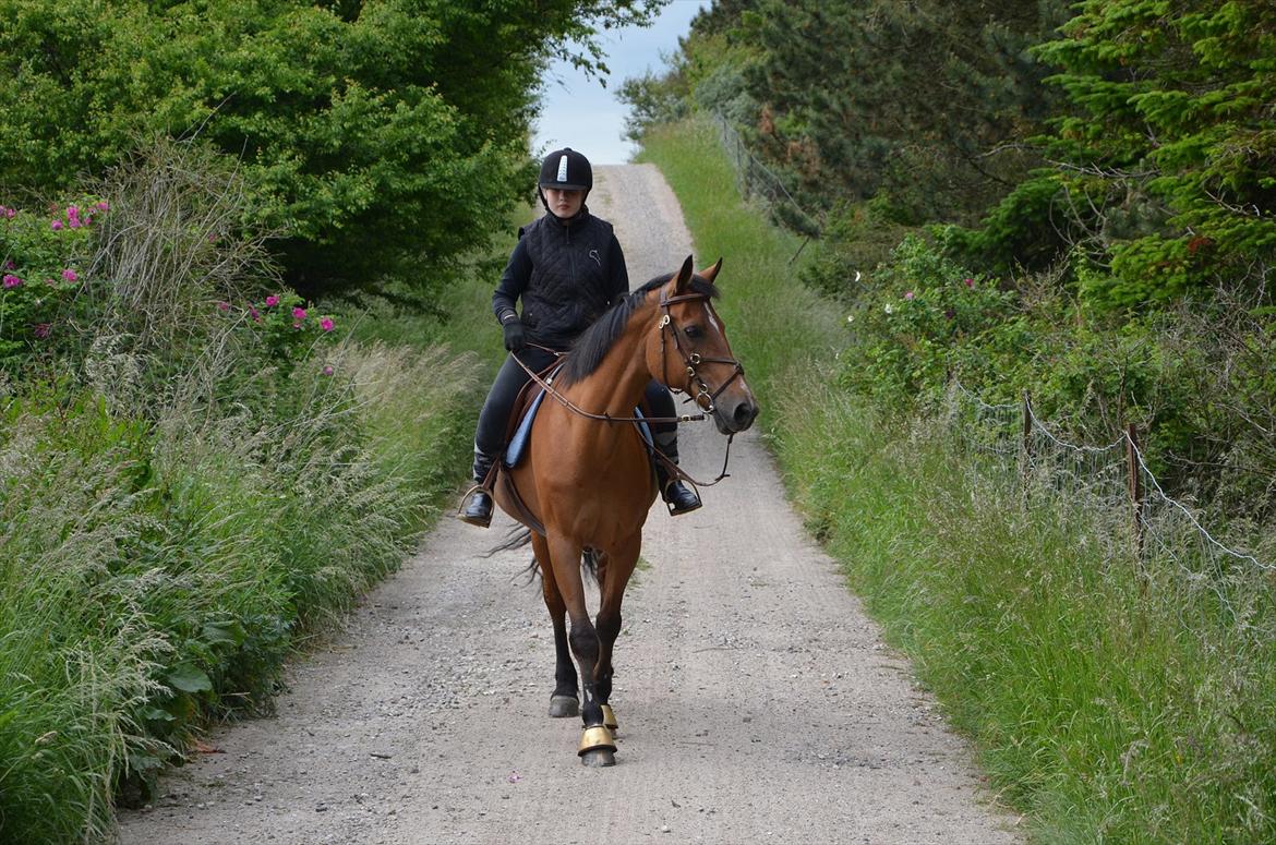 Anden særlig race Miranda [Drømmehesten] - Den første lange ridetur på Miranda.<33 billede 2