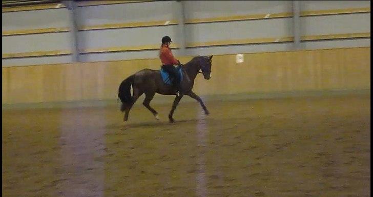 Hannoveraner Rawelt - Januar 2012 billede 7