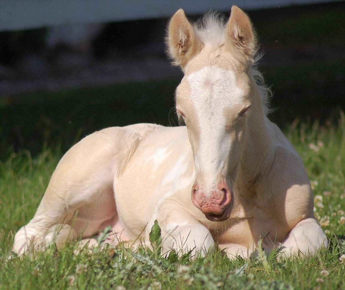 Irish Cob Unique Gypsy Horses Cream Justin billede 2
