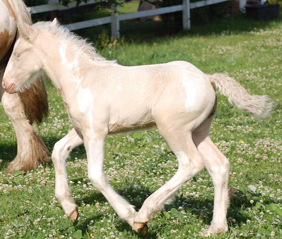 Irish Cob Unique Gypsy Horses Cream Justin billede 3