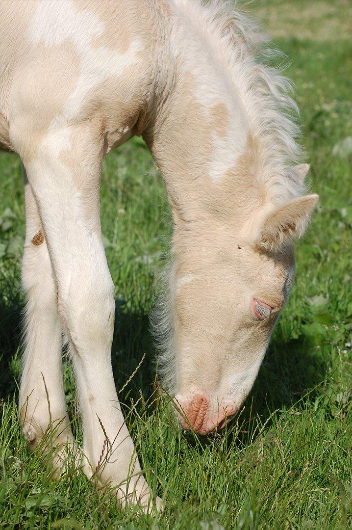 Irish Cob Unique Gypsy Horses Cream Justin billede 4