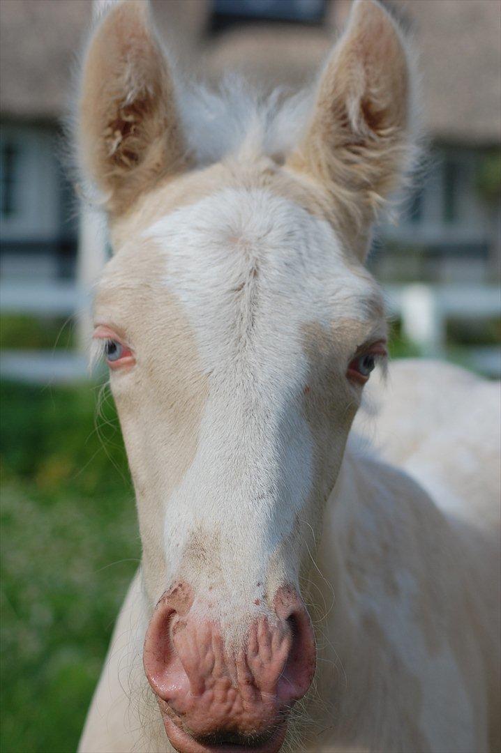 Irish Cob Unique Gypsy Horses Cream Justin billede 5