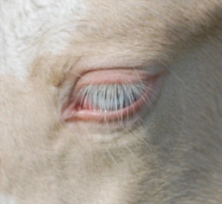 Irish Cob Unique Gypsy Horses Cream Justin billede 7