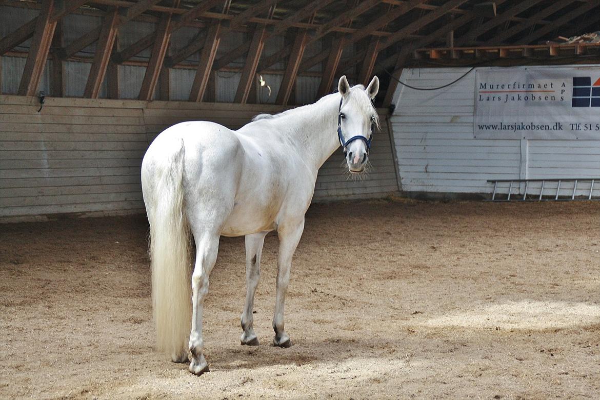 Connemara Mona - Foto: Louise Heilmann K Sørensen (mig) billede 18