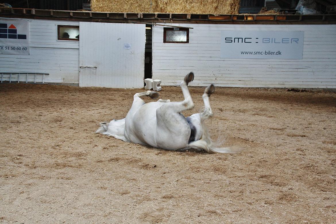 Connemara Mona - Foto: Louise Heilmann K Sørensen (mig) billede 14