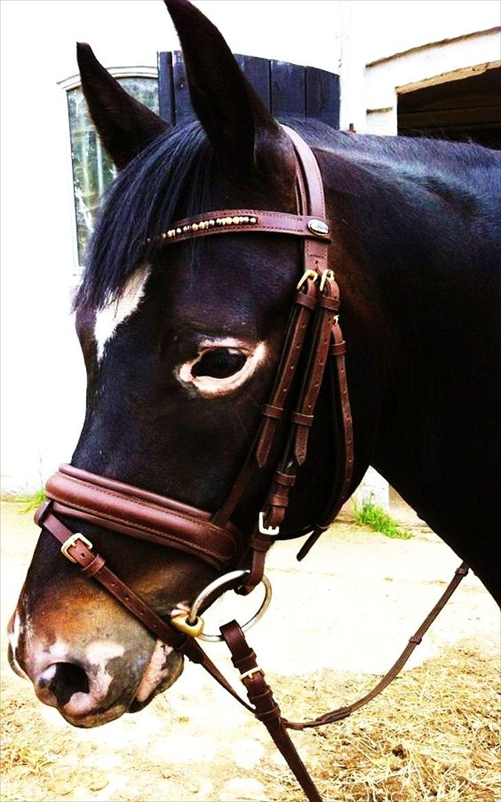 New Forest Løgtholt's Orlando billede 15