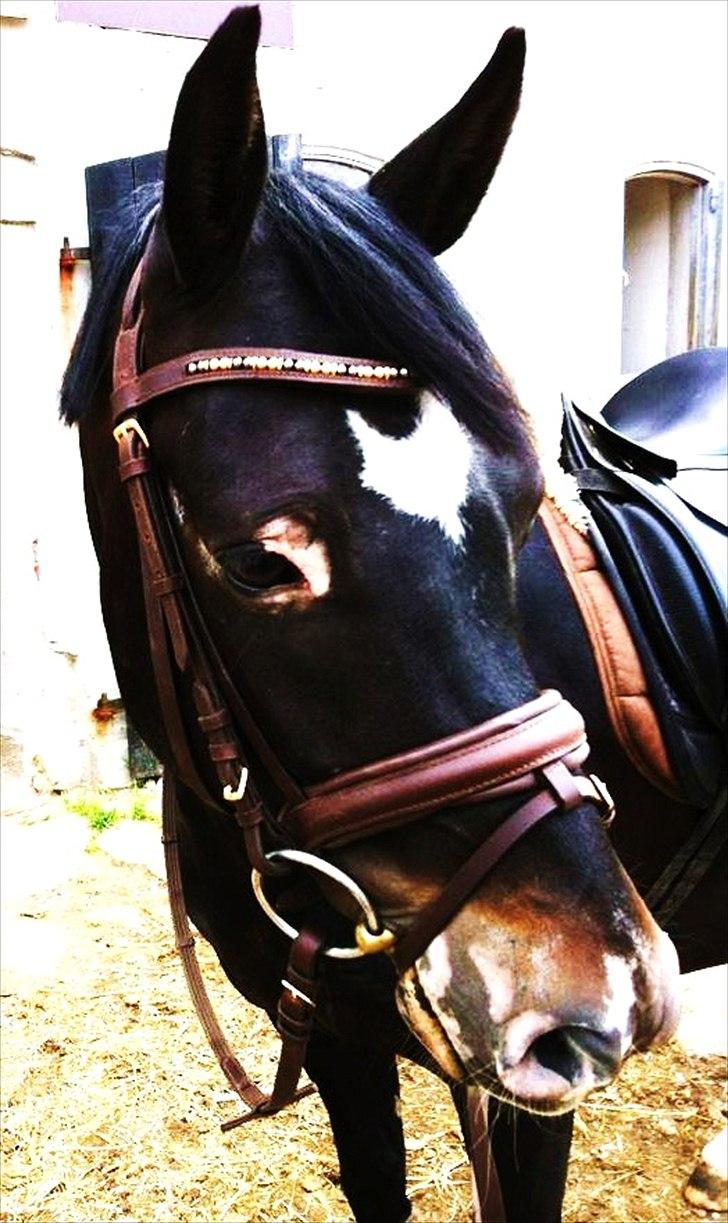 New Forest Løgtholt's Orlando billede 16