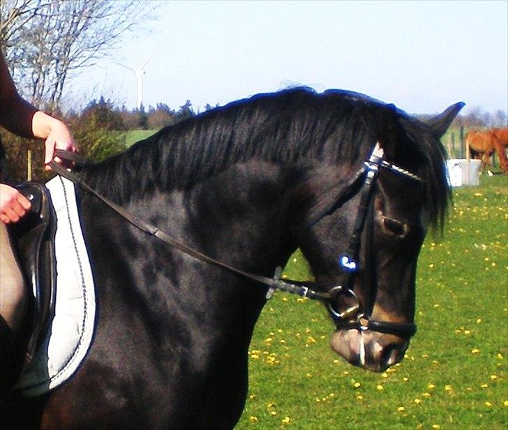 New Forest Løgtholt's Orlando billede 17