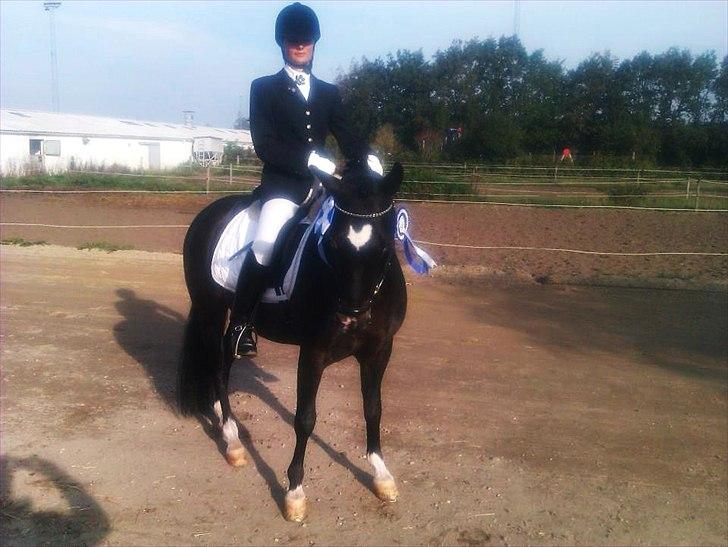 New Forest Løgtholt's Orlando billede 18