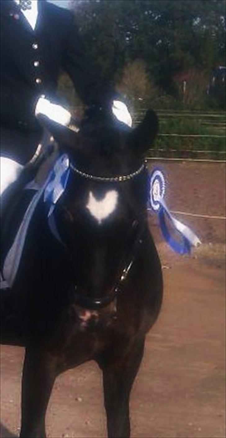 New Forest Løgtholt's Orlando - Efter præmieoverarakelsen til VDM hvor vi blev nr. 2 :-)))) Så STOLT!!! billede 20